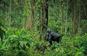 Bwindi Impenetrable Forest